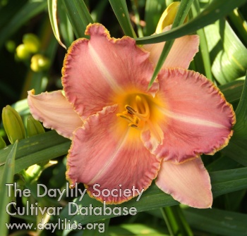 Daylily Andes Legend